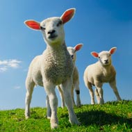 Scientists sequence entire sheep genome