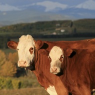 First national model for Bovine TB 