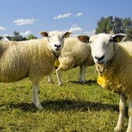 Rise in demand for sheep fly strike products