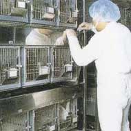 Liberal Democrats call for UK ban on animal testing