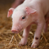 African swine fever detected in new areas