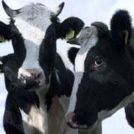 Calls for cattle TB test before movement to Wales