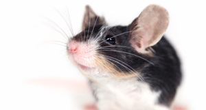 Public support for animal experimentation at 12-year low