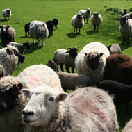 Findings from the latest sheep breed survey revealed