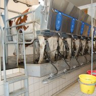 Dairy farmers to protest over milk cuts