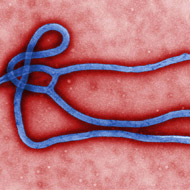 Ebola: Contingency plans key to avoiding panic