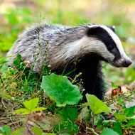 Welsh public asked to report dead badger sightings