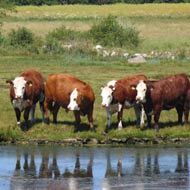 Welsh farmers urged to be cautious when buying cattle