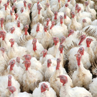 Avian Flu: further outbreaks reported