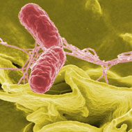 Scientists predict future evolution of Salmonella