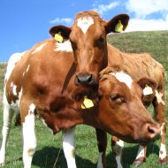 Farmers to receive bespoke TB advice