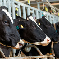 Farmers shocked by First Milk decision