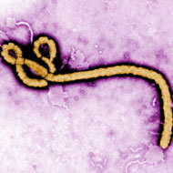 Ebola: WHO admits it was too slow