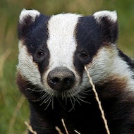 Labour vows to abandon badger cull