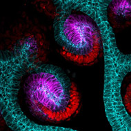 Kidney images reveal new insights