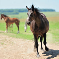 Equine News