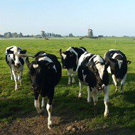 TB testing contracts awarded to XL Farmcare