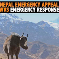 Charity launches Nepal earthquake appeal