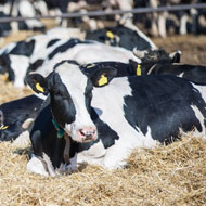 Cow hormone treatments could reduce global warming