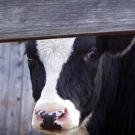 Suspected case of BSE in Ireland