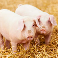  No such thing as 'teacup' pigs, stresses charity