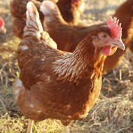 Restrictions lifted following avian flu case