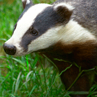 Badger persecution 'does not reduce TB'