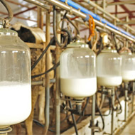 Half of dairy farmers set to quit