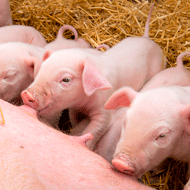 PCV2 vaccine approved for pregnant sows