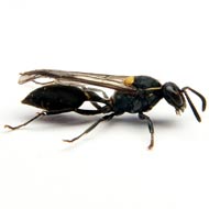 Wasp venom offers hope for cancer patients