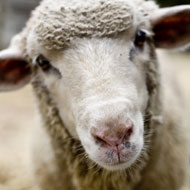 Sheep farmers advised to investigate ill-thrift