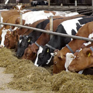 Farmers warned about low protein silages