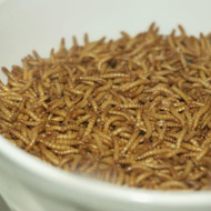 Report considers risks of insects as food and feed