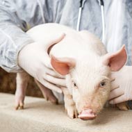 AHDB publish antibiotic guide for pig producers