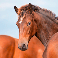 Equine News