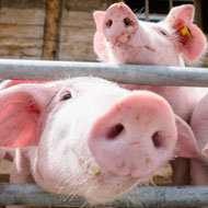 Geneticist launches new pig management consultancy