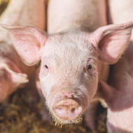 Pig swill ban: poll looks at farmers' views