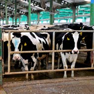 Defra earmarks £65m for animal disease