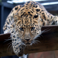 Can a leopard change its spots?