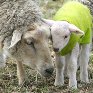 Scientists find new risks of pre-lamb drenching