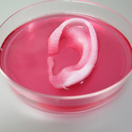 Scientists print living tissue structures