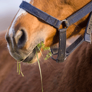 Equine News