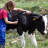 Study explores challenges faced by farm vets