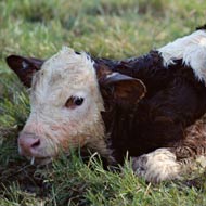 BVD testing compulsory in Northern Ireland