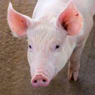 New guidelines to prevent pig tail docking