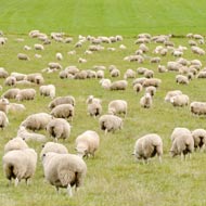 SheepWatchUK set up in response to rise in sheep worrying