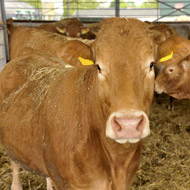 New blood test for bovine TB