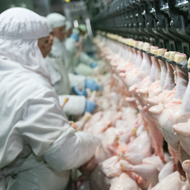 Campylobacter now present on half of chickens