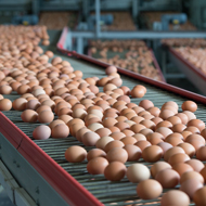 Supermarket to phase out the sale of caged eggs