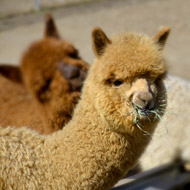 Alpacas are susceptible to MERS-CoV, study finds